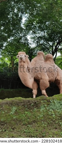 Camels are two species of even-toed hoofed animals from the genus Camelus that live in the dry and desert regions of Asia and North Africa. This photo was taken from the zoo in Indonesia, Safari, Bogo Royalty-Free Stock Photo #2281024183