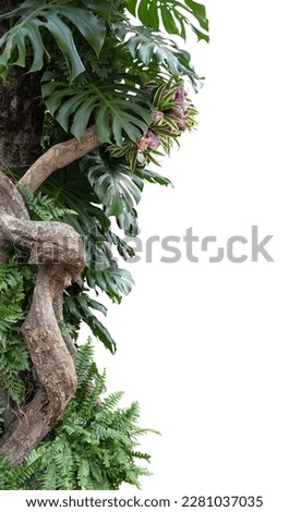 Nature frame of jungle trees with tropical rainforest foliage plants monstrea vine bush isolated on white background with clipping path.