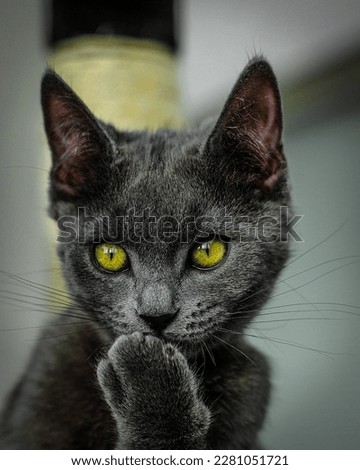 A black kitten with golden eyes.