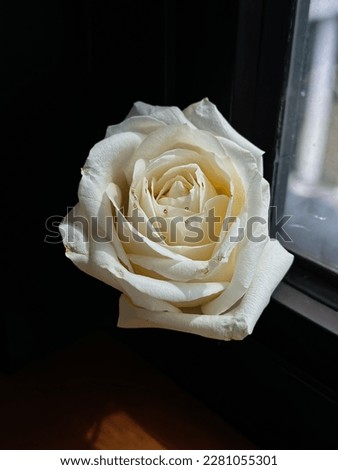 White Rose at the window