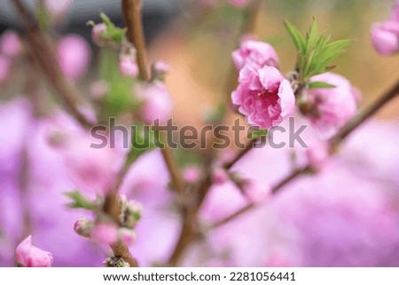 Momo, peach flower close up shot
