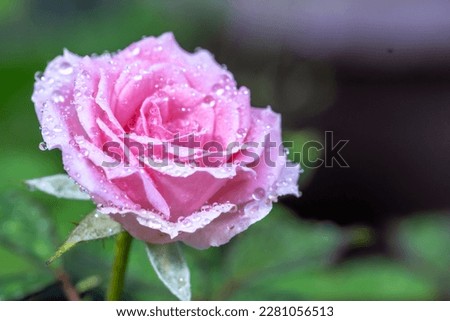 Rose flower outdoor close up sho