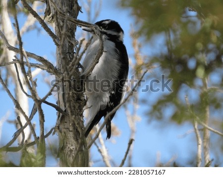 American Three-Toed Woodpecker in Juniper Tree Branches Royalty-Free Stock Photo #2281057167