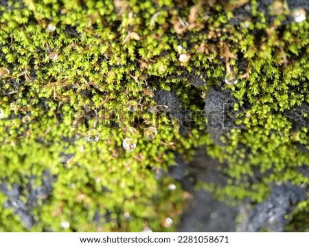 Fresh tropical moss on the wall (macro photo)