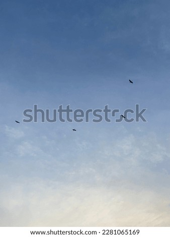 a flock of birds in the sky