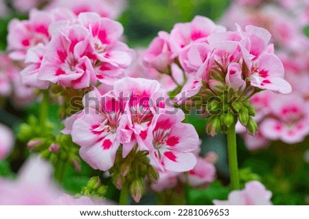 Beautiful bloom. American light pink splash in natural background. Mounded zonal geranium.  Royalty-Free Stock Photo #2281069653