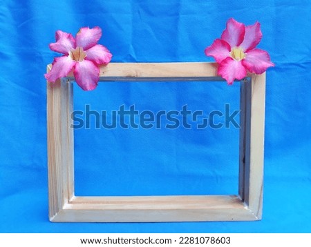 Empty wooden picture frame square box isolated in colorful gradient blue background with flower head Adenium obesum beautiful red pink tropical flower called desert rose. Selective focus