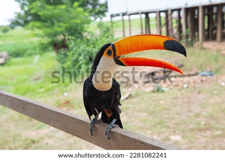 image of toco bird outside. toco bird outdoor. toco bird in wildlife. toco bird with orange beak