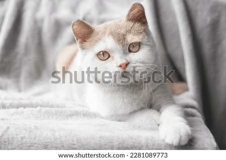 close up face of british shorthair cat in white and light brown colors with tilted head and blurred background