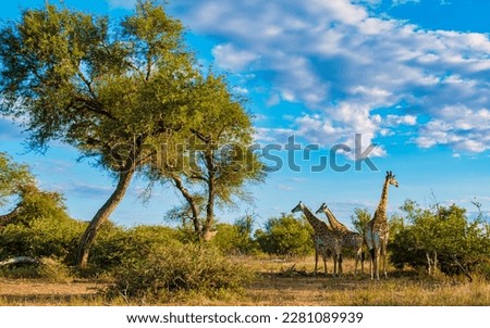 Giraffe in the bush of Kruger national park South Africa. Giraffe at dawn in Kruger park South Africa Royalty-Free Stock Photo #2281089939