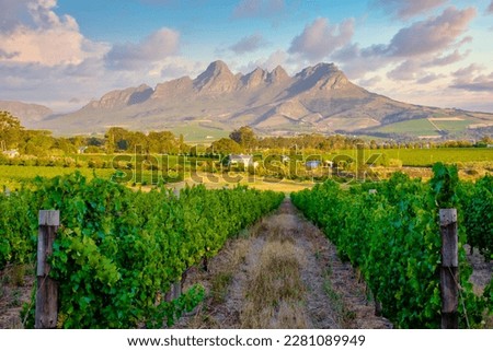 Vineyard landscape at sunset with mountains in Stellenbosch, near Cape Town, South Africa. wine grapes on the vine in the vineyard, Royalty-Free Stock Photo #2281089949