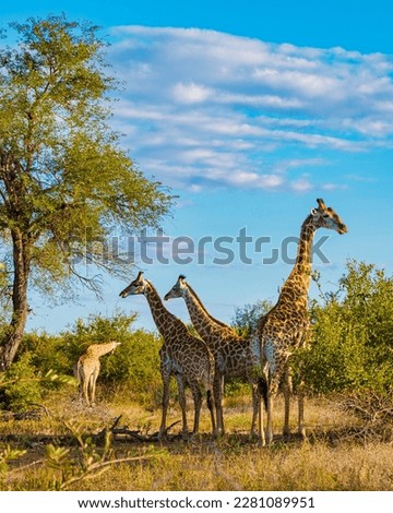 Giraffe in the bush of Kruger national park South Africa. Giraffe at dawn in Kruger park South Africa Royalty-Free Stock Photo #2281089951