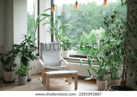 Grey armchair, indoor plants, monstera, palm trees. Urban jungle apartment. Biophilia design. Cozy tropical home garden. Home gardening. Gardening, hobby concept Eco friendly decor of living room Royalty-Free Stock Photo #2281092887