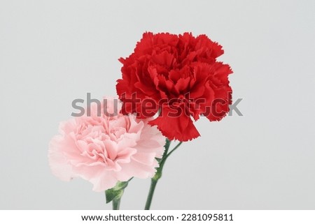 Pink carnation Red carnation bouquet arrangement background wallpaper photo