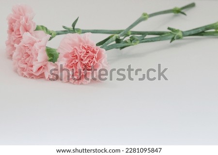 Pink carnation Red carnation bouquet arrangement background wallpaper photo