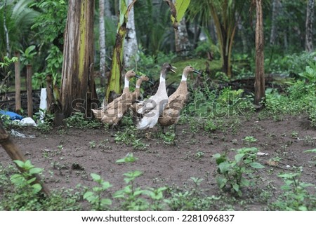 a group of ducks looking for food around the yard. animal photo concept.