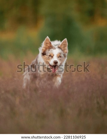 dog runs in the grass, field. Active pet outdoor. Smart Border collie in nature