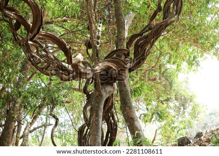 Vines that are naturally intertwined on trees.
: picture in Thailand