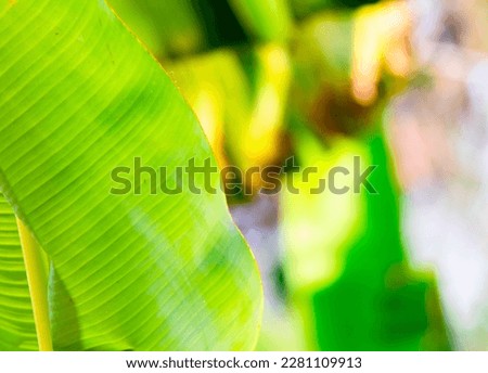 Green leaves that are fresh, comfortable to the eyes, with natural colors.