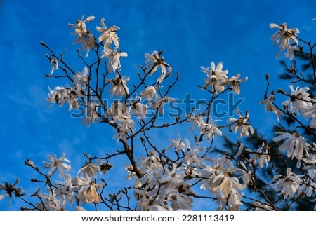 White magnolia blossoms in spring.