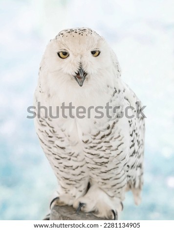 White owl outdoors. Bird of prey close-up on a light background in winter.

