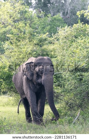 An adult Asian elephant (Elephas maximus), feeding in the forest, Yala National Park, Sri Lanka, Asia