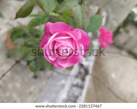 A rose picture is a photograph that captures the beauty and elegance of roses. Roses are a popular flower with a long and rich history, and their beauty has inspired artists and photographers .