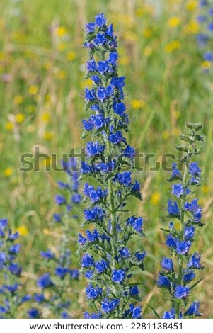 Flowering blue viper's bugloss, Echium vulgare Royalty-Free Stock Photo #2281138451