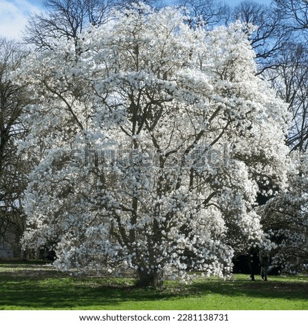 Beautiful view of magnolia x loebneri