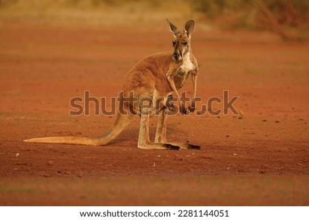The red kangaroo in desert or bush. Osphranter rufus is the largest of all kangaroos, the largest terrestrial mammal native to Australia, and the largest extant marsupial.