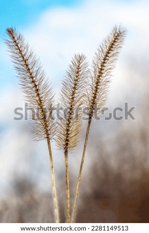 Dry plant panicle foxtail in nature.