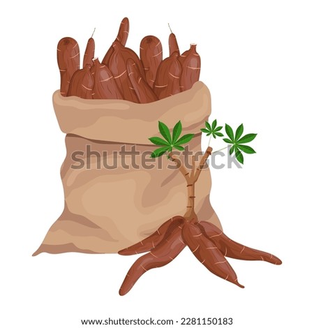 Vector cassava root Manihot esculenta, manioc and leaves, tapioca, cassava rhizomes isolated on white background Royalty-Free Stock Photo #2281150183