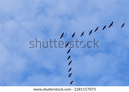 Group of migrating geese birds flying on blue sky Royalty-Free Stock Photo #2281157073