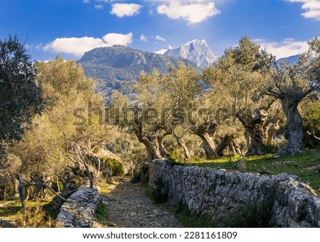 Hiking through the gnarled olive trees of the Tramuntana from Port de Soller to Deia Majorca Spain Royalty-Free Stock Photo #2281161809