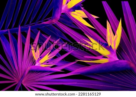 Tropical leaves and flowers in neon colors on black background