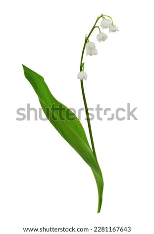 Lily of the valley flowers isolated on white