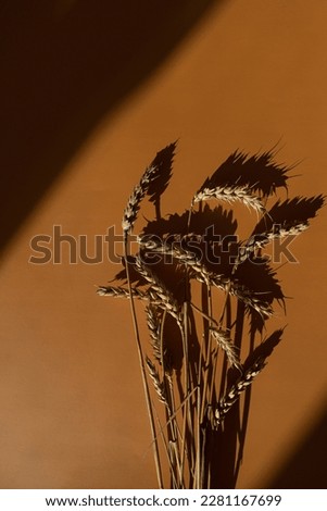 Dried rye, wheat stems on orange color background with copy space. Warm sunlight shadow reflections silhouette. Minimalist simplicity flat lay. Aesthetic top view flower composition