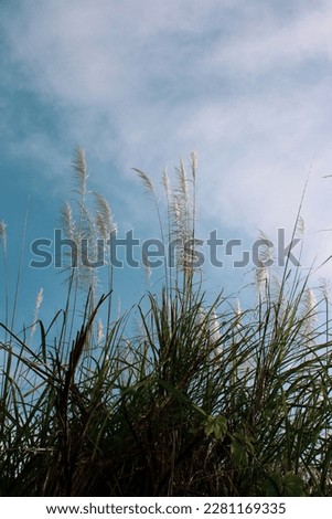 Saccharum spontaneum or Kans grass with blue sky background locally known as the gelagah or tibarau in Indonesia