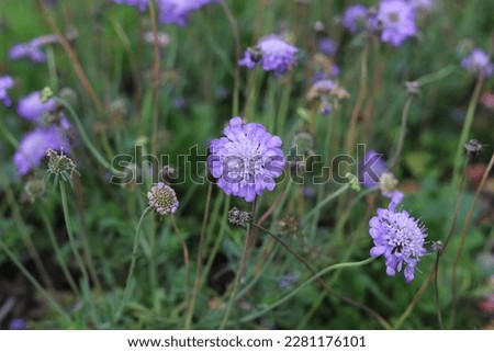 Scabiosa columbaria. Butterfly Blue, Small scabious, perennial herb with dissected leaves. Royalty-Free Stock Photo #2281176101