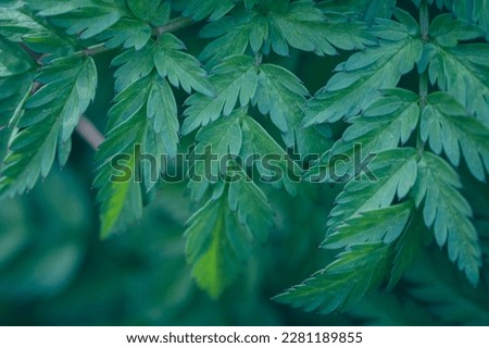 Green plant with a structured leaf in the forest. Detail of the plant
