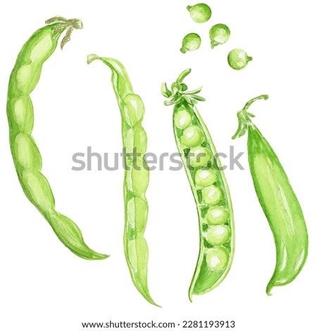 Hand-painted watercolor illustration of vegetables isolated on white background - peas and beans. Perfect for logos and branding.