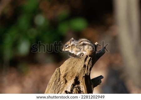 A Tamia enjoys a moment of calm, perched on a branch in the dappled sunlight. Its eyes are half-closed, and its fur is ruffled by the gentle breeze, but it's a picture of serenity.