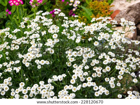 the small white flowers growing on a bed
