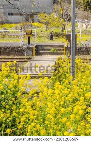 Satomi Station, Kominato Railway in spring when rape blossoms bloom