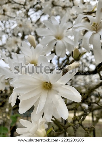 beautiful branches of white magnolia star blossoms on the tree. Beautiful magnolia stellata flowers during spring season in the park, Floral pattern texture, Nature background. Selective focus