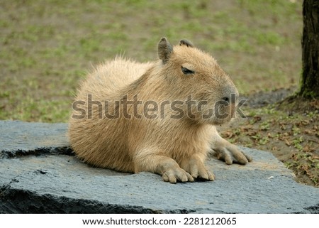 Capybara resting on the ground Royalty-Free Stock Photo #2281212065
