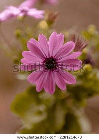 African daisy flower is the most beautiful flower in purple or white colour blooms amazing with macro and close up shot and blur background