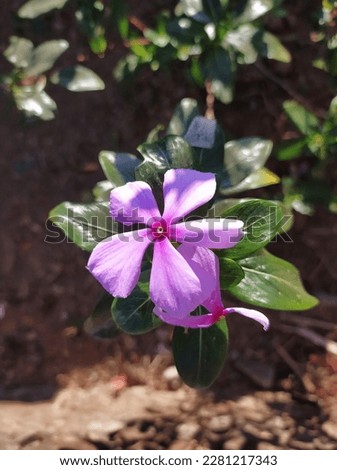 Noyon tara  Madagascar periwinkle flower