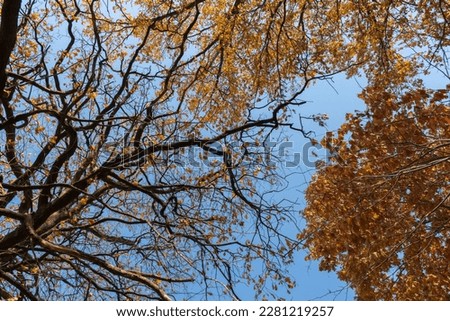 autumn forest, view of the sky through the branches of trees, sunny day