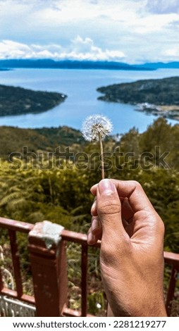 picture dandelion flower and the backgrund is lake toba 